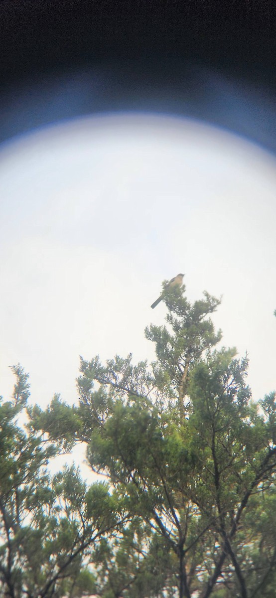 Northern Mockingbird - ML644980585