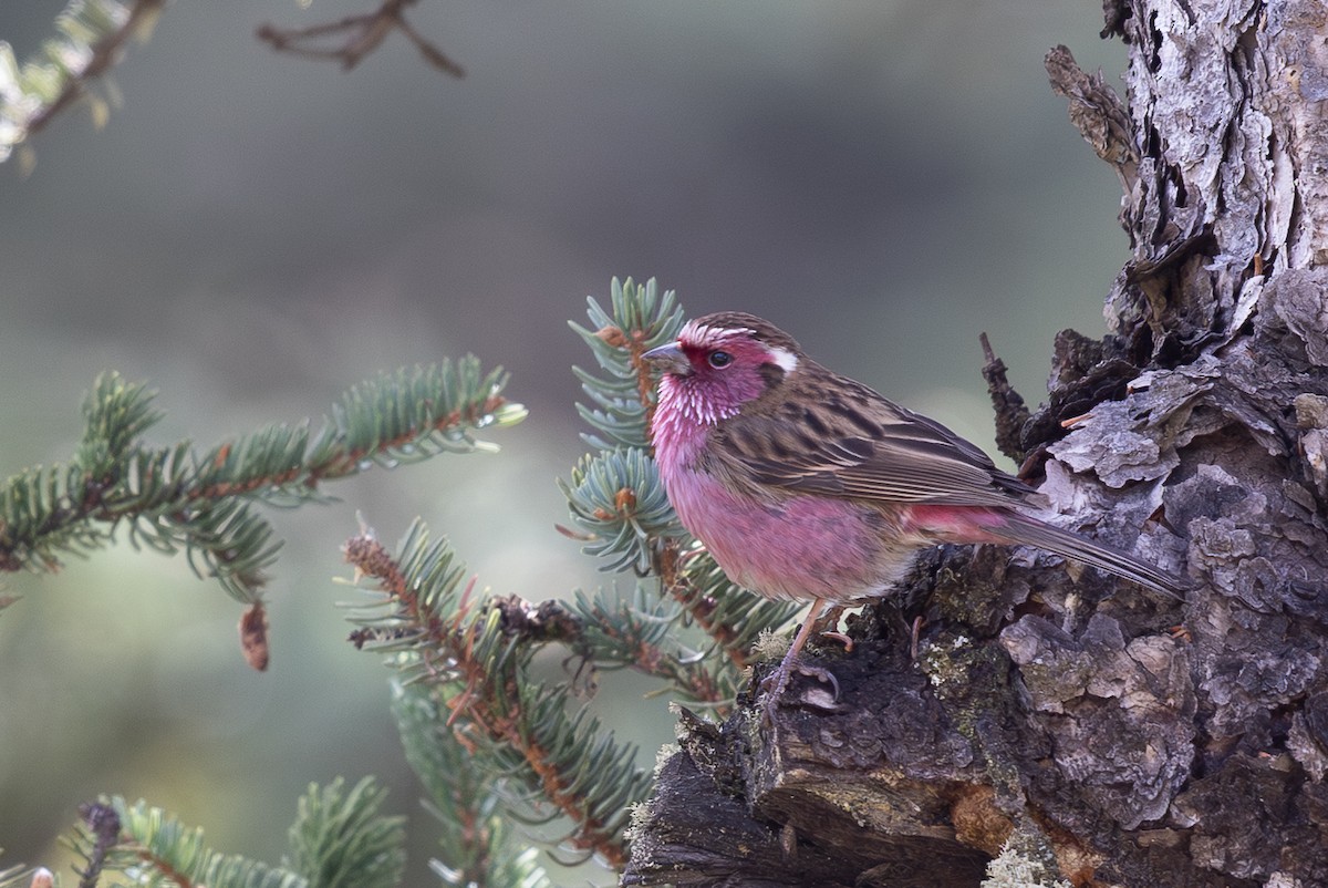 Chinese White-browed Rosefinch - ML644980589
