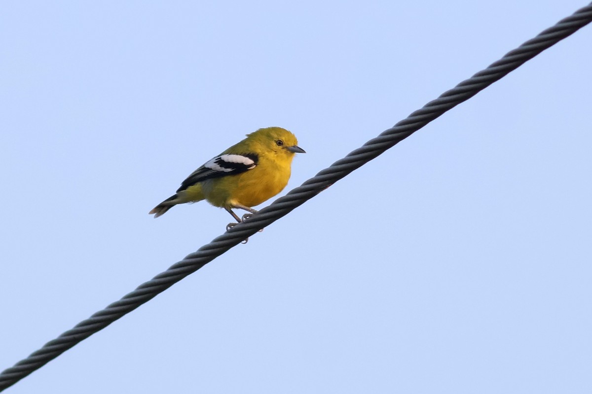 White-tailed Iora - ML644980596