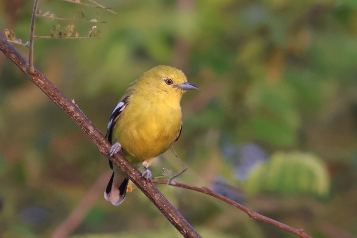White-tailed Iora - ML644980597