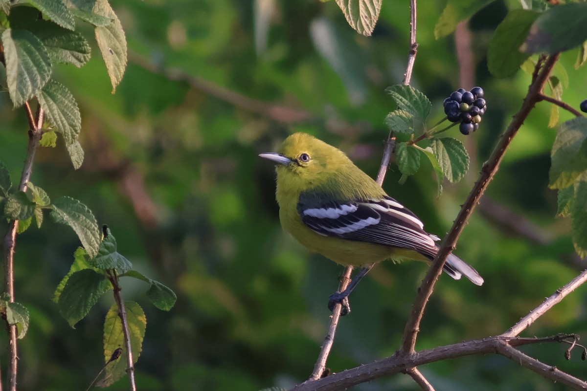 White-tailed Iora - ML644980598