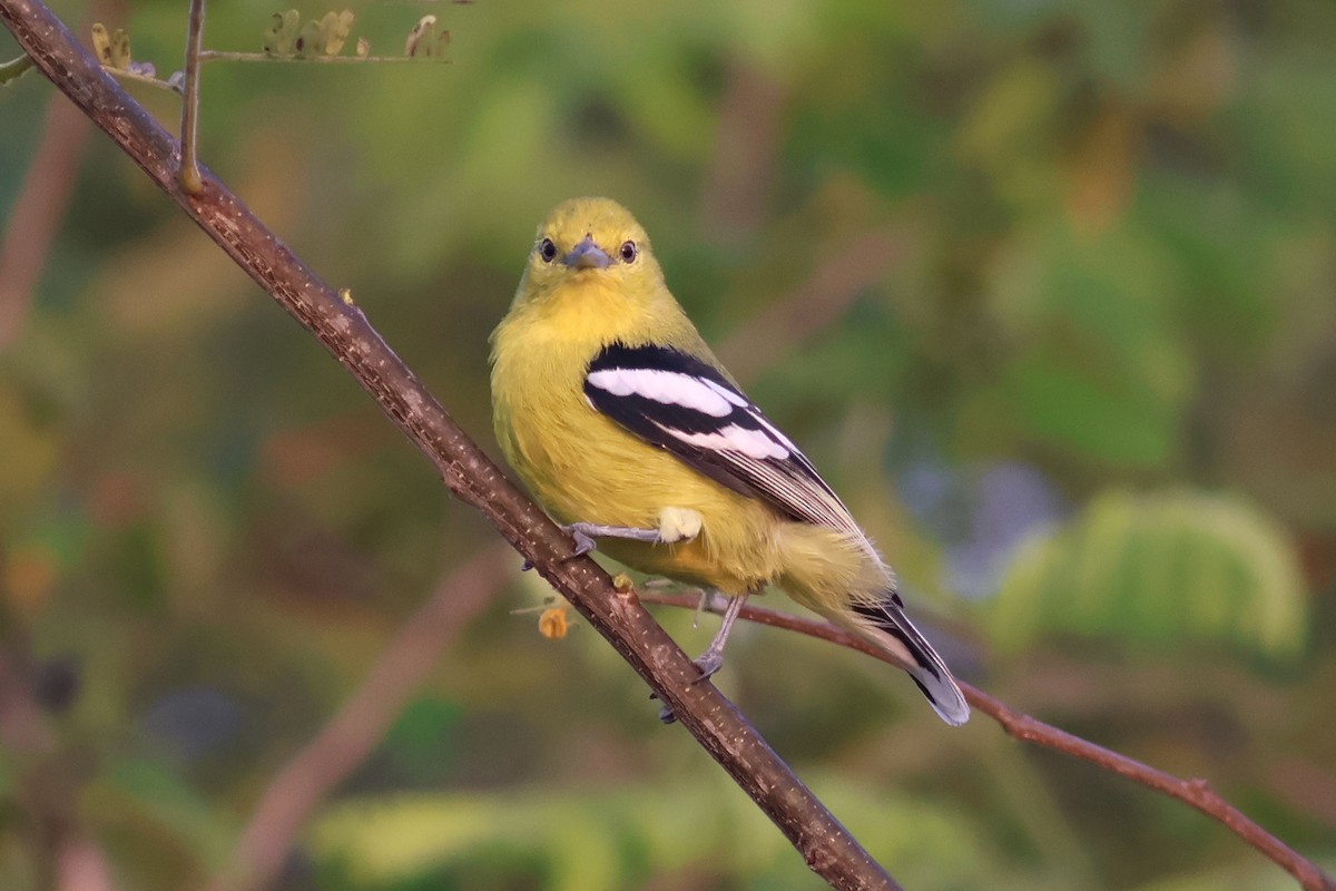 White-tailed Iora - ML644980599