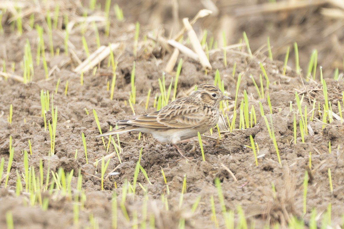 Eurasian Skylark - ML644980609