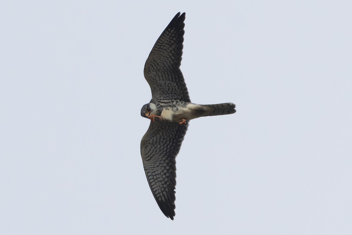 Amur Falcon - ML644980629