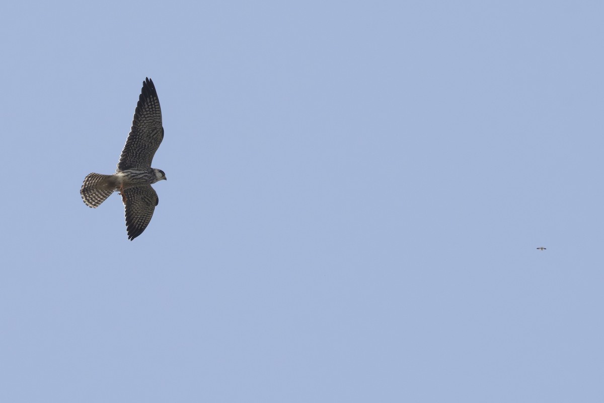 Amur Falcon - ML644980630