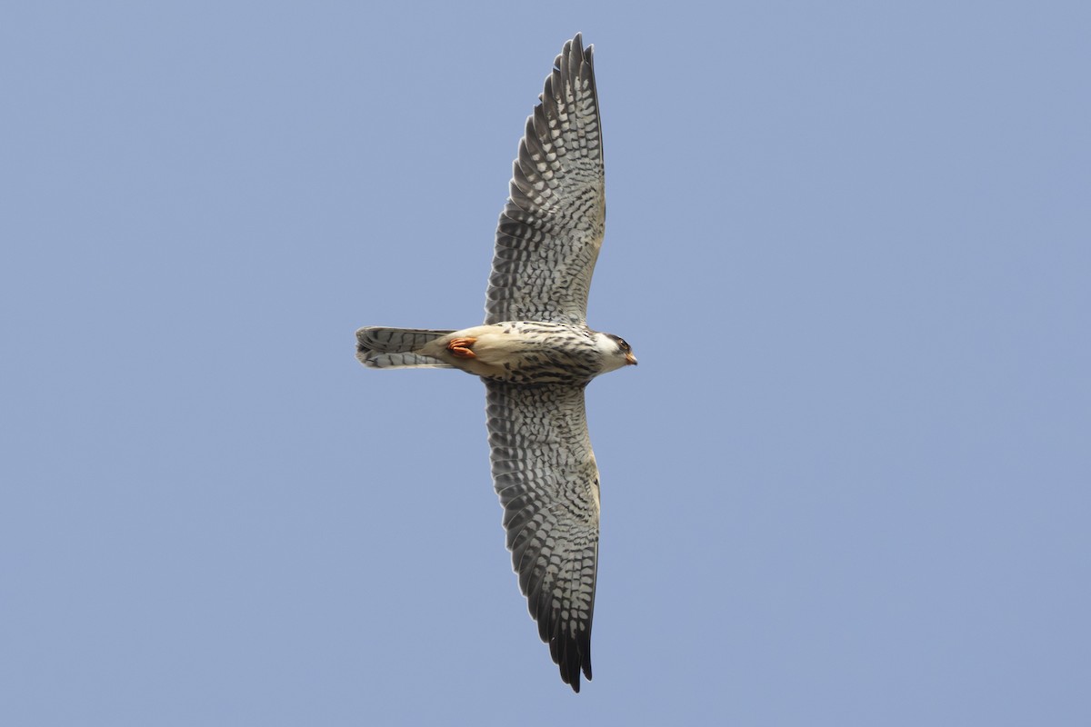 Amur Falcon - ML644980631