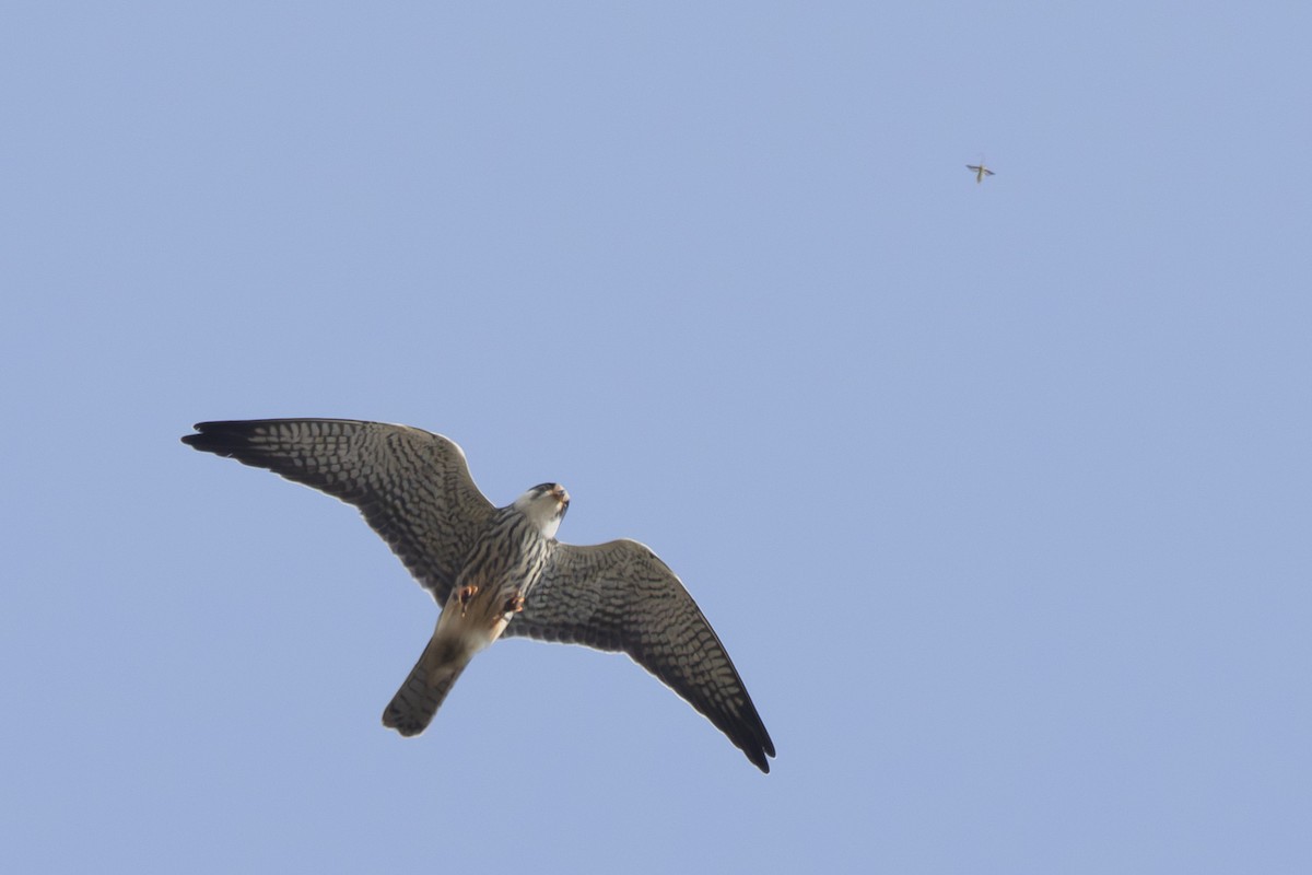 Amur Falcon - ML644980632