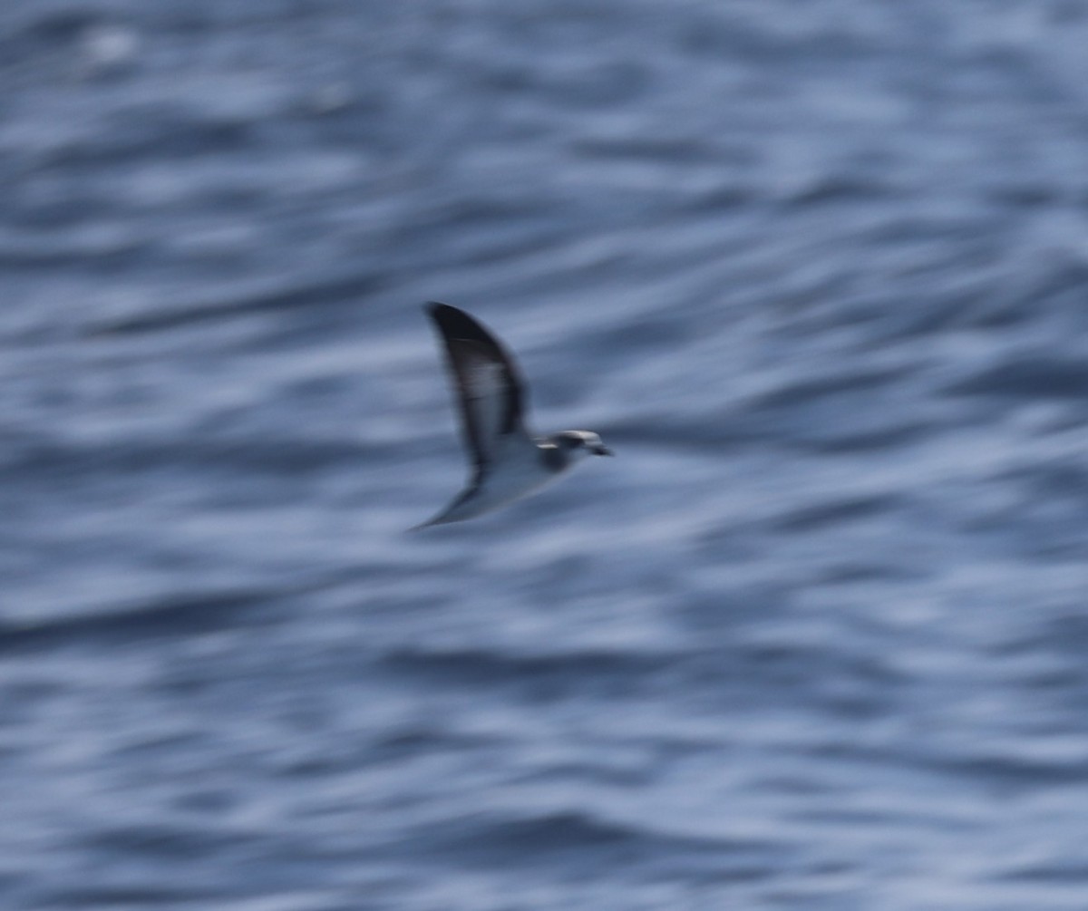 Hawaiian Petrel - ML644980637