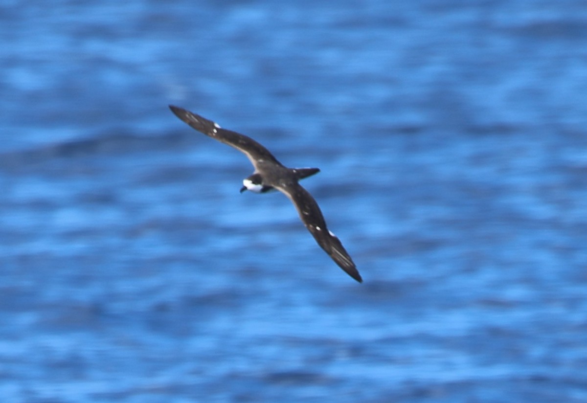 Hawaiian Petrel - ML644980638