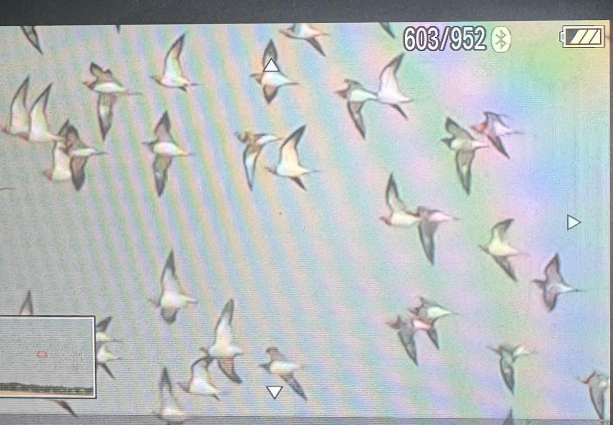 Pin-tailed Sandgrouse - ML644980640