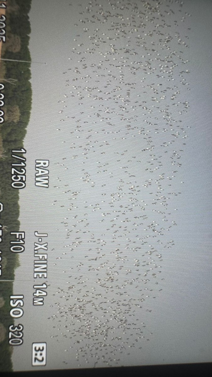 Pin-tailed Sandgrouse - ML644980641