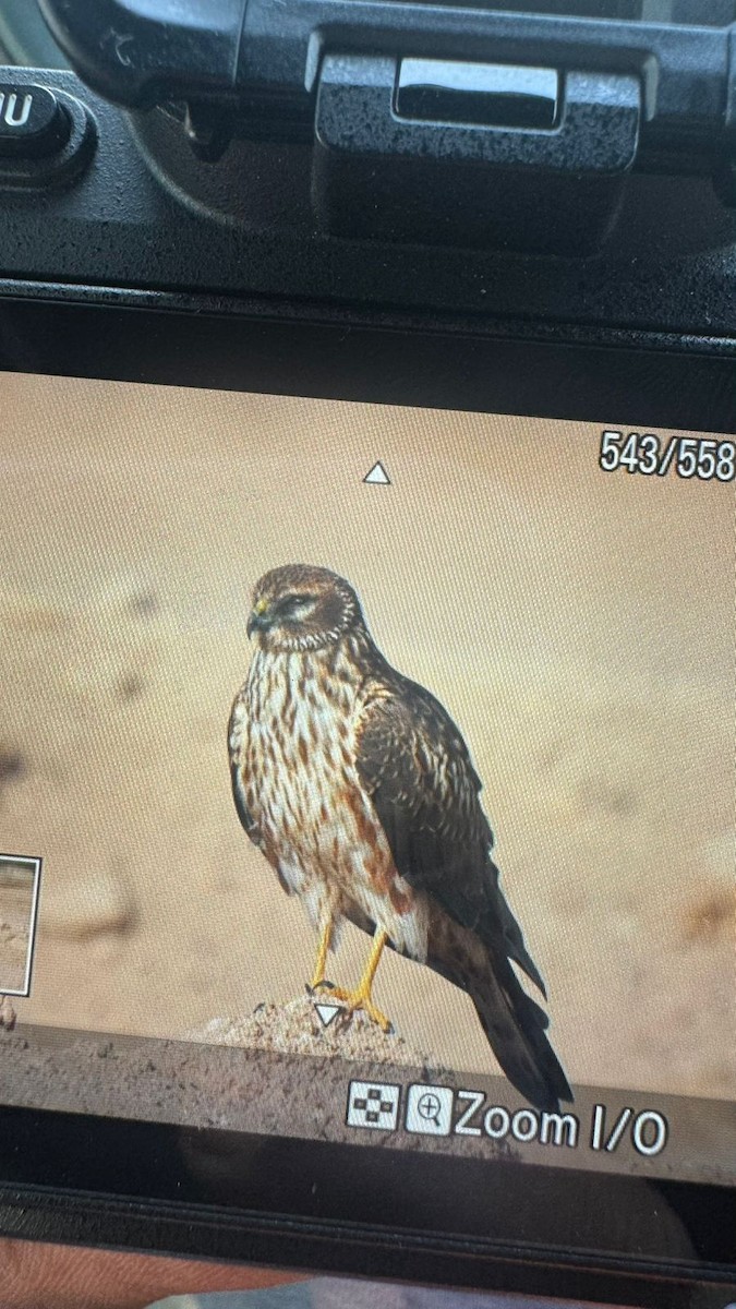 Montagu's Harrier - ML644980643