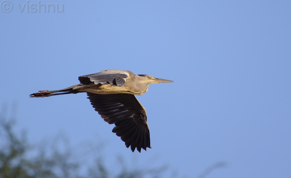 Gray Heron - ML644980644