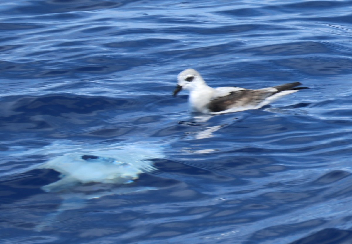Black-winged Petrel - ML644980646