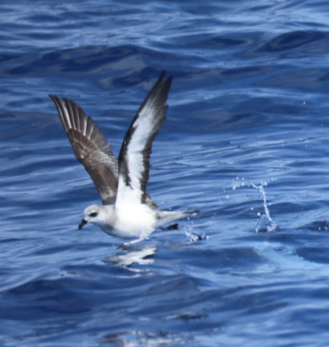 Black-winged Petrel - ML644980647