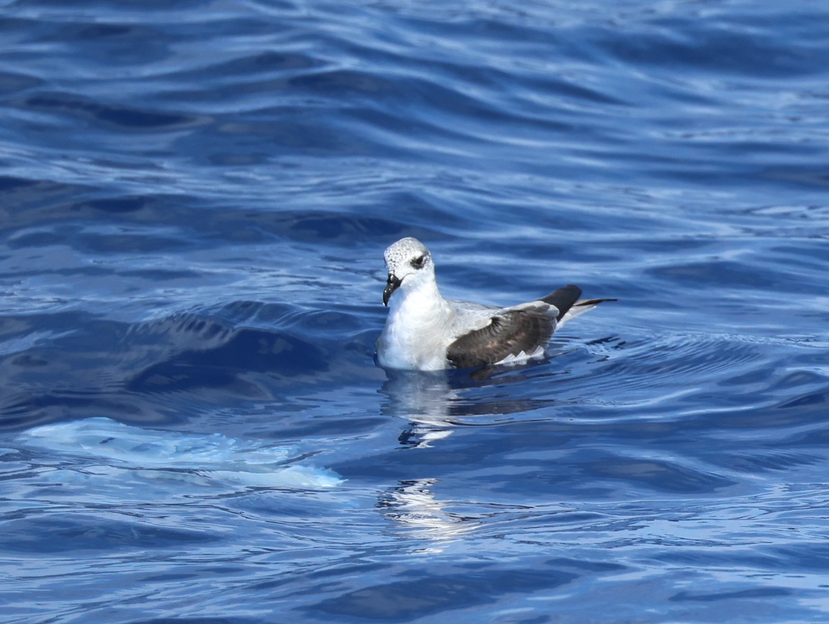 Black-winged Petrel - ML644980648