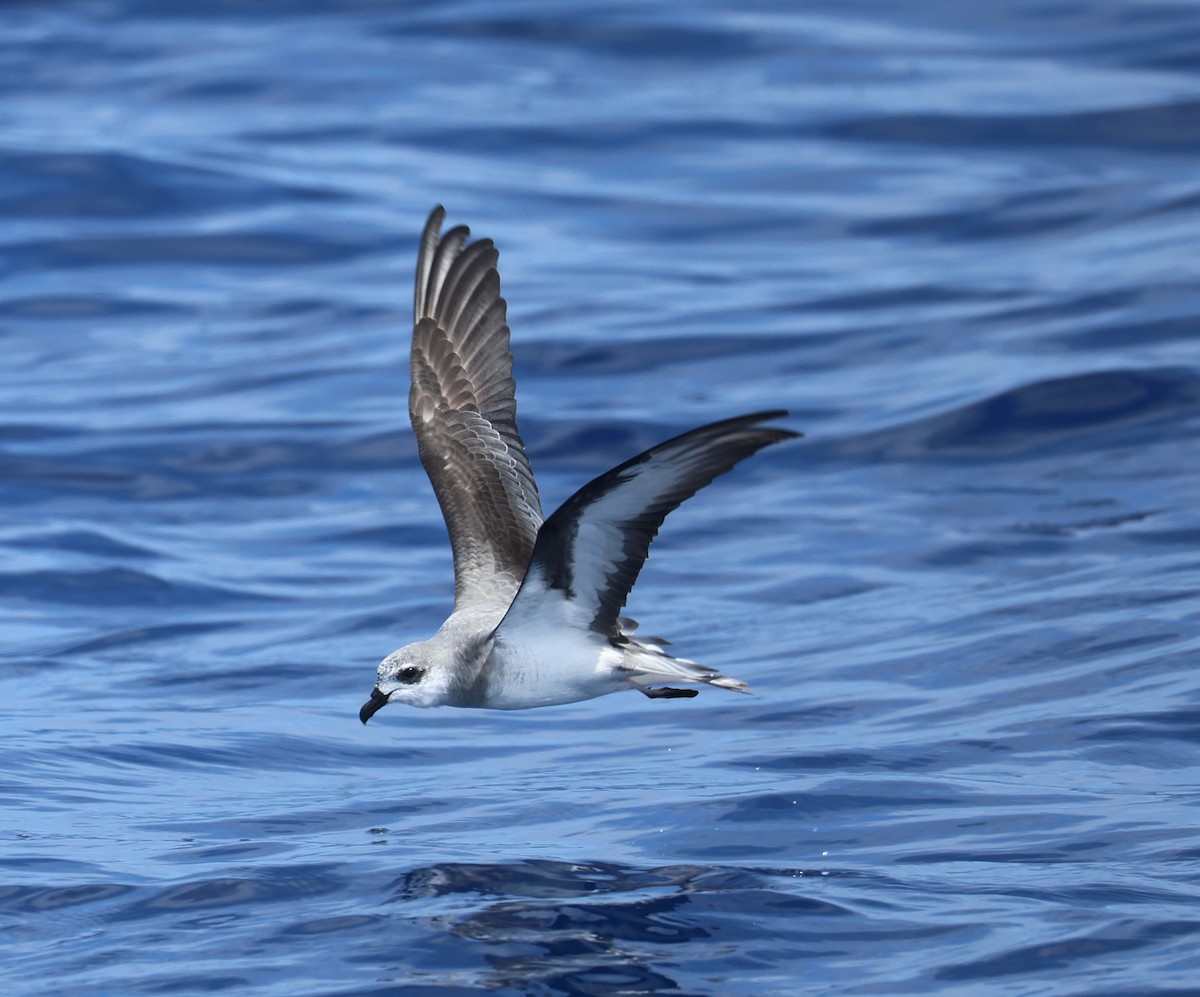 Black-winged Petrel - ML644980649