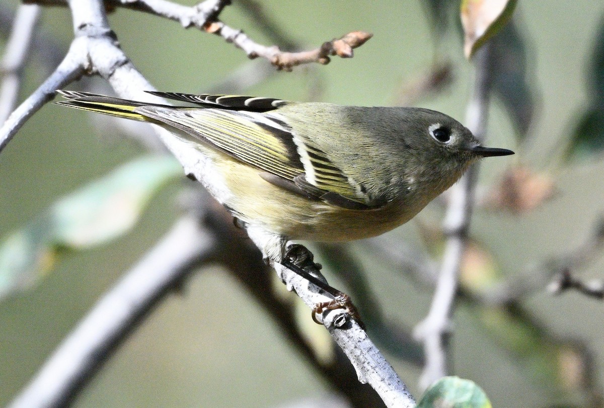 Ruby-crowned Kinglet - ML644980650