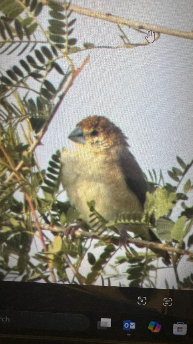 Indian Silverbill - ML644980652