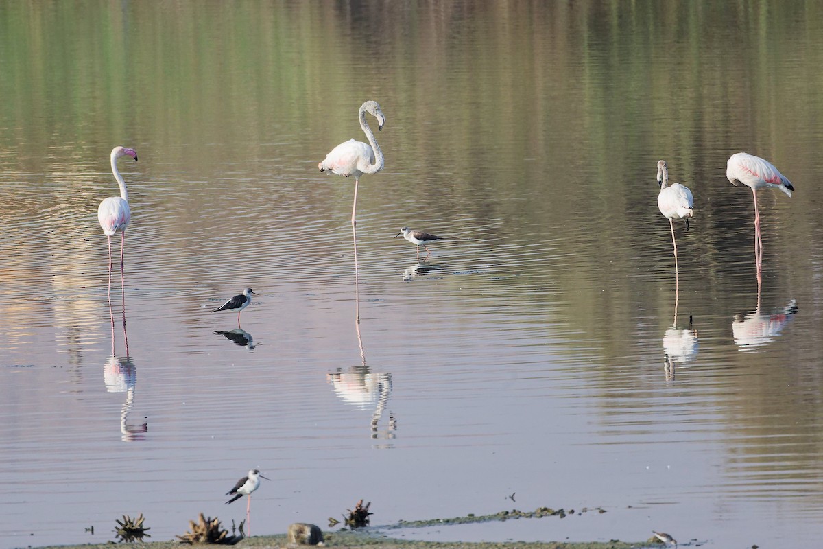 Greater Flamingo - ML644980653