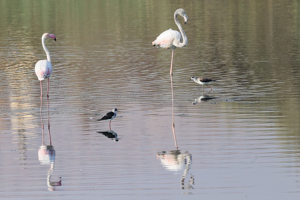 Greater Flamingo - ML644980654
