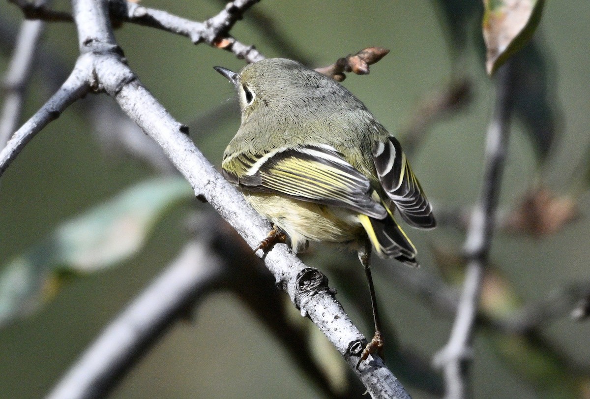 Ruby-crowned Kinglet - ML644980657