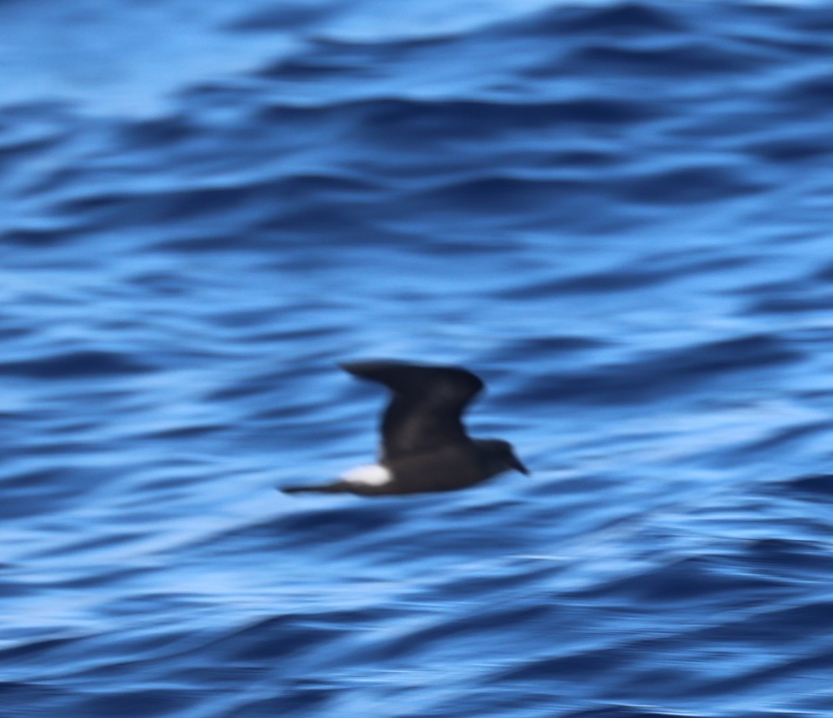 Band-rumped Storm-Petrel - ML644980658