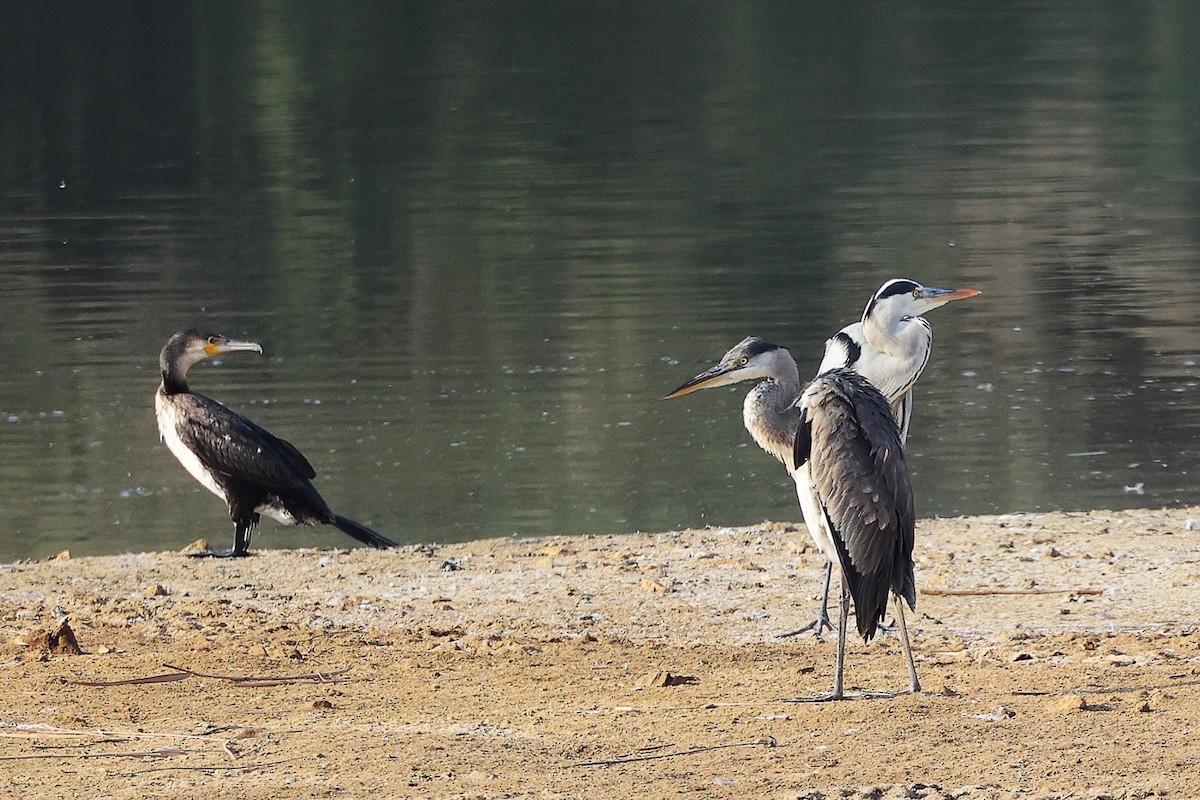 Gray Heron - ML644980666