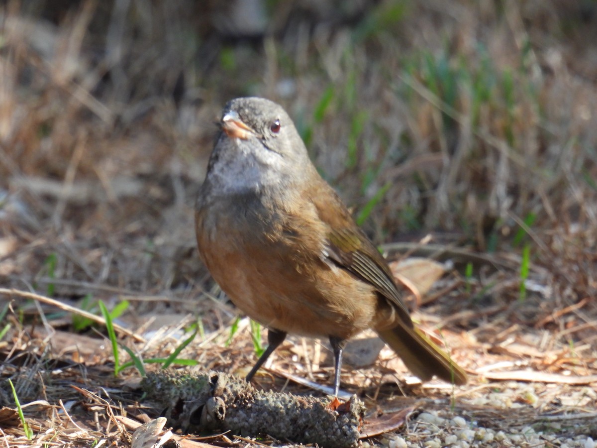 Olive Whistler - ML644980667