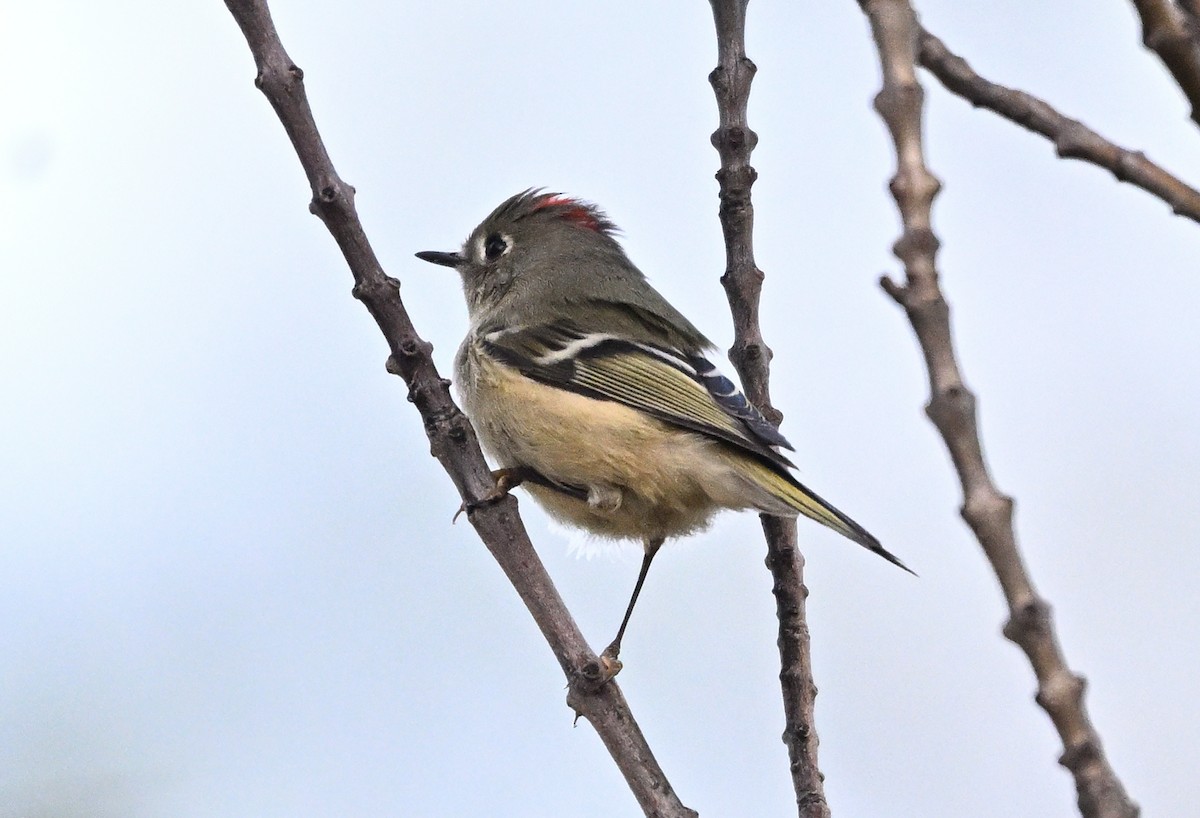 Ruby-crowned Kinglet - ML644980668