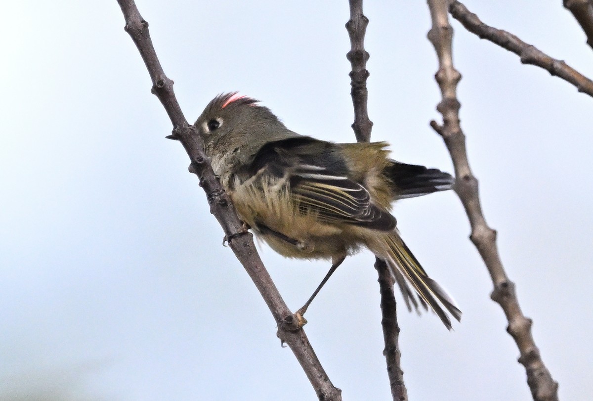 Ruby-crowned Kinglet - ML644980669
