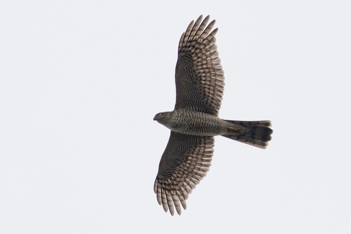 Eurasian Sparrowhawk - ML644980672
