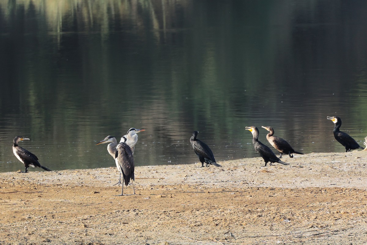 Great Cormorant - ML644980674