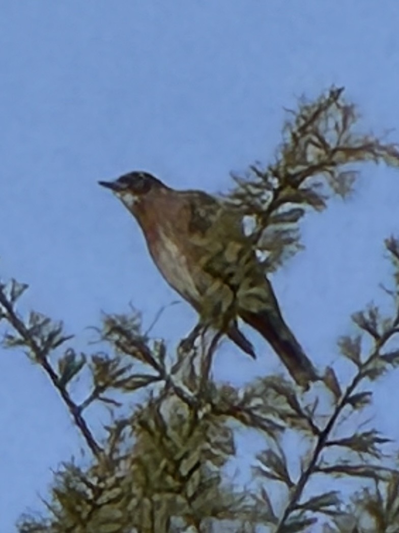 American Robin - ML644980675