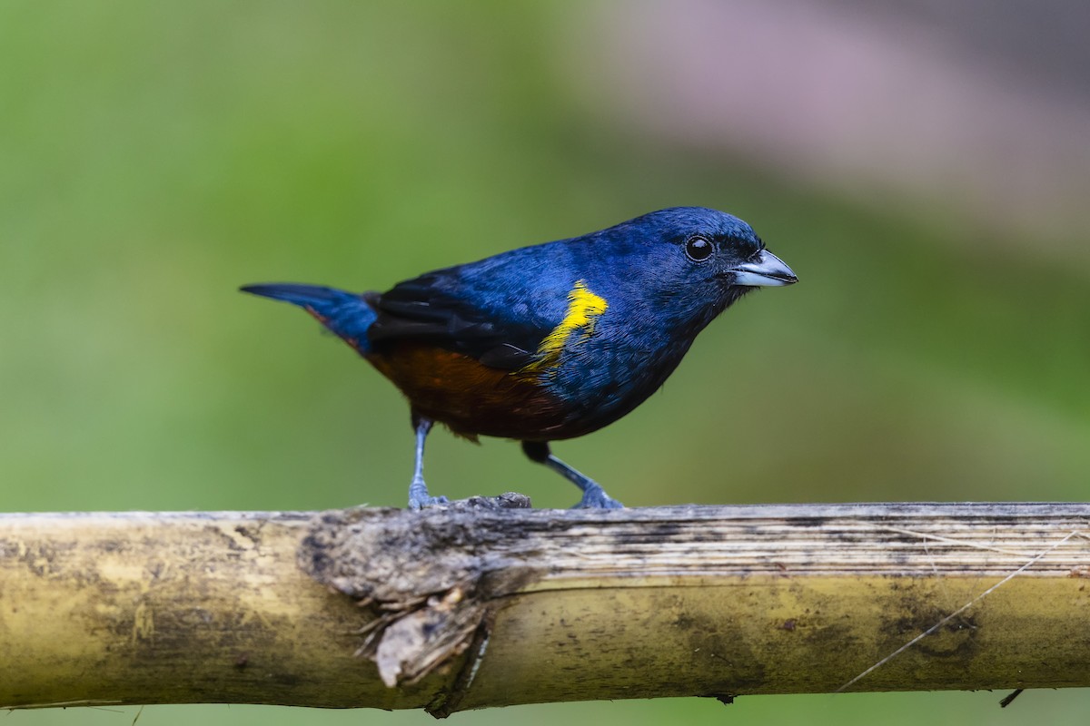 Chestnut-bellied Euphonia - ML644980678