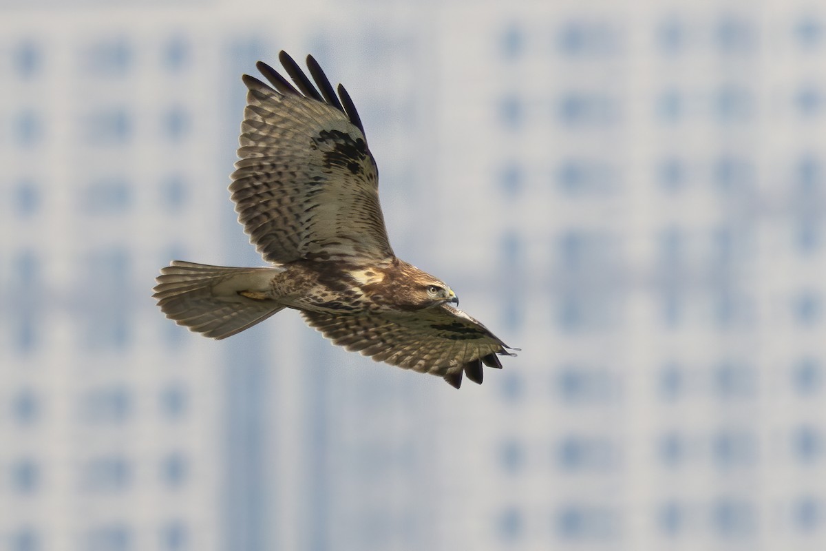 Eastern Buzzard - ML644980679