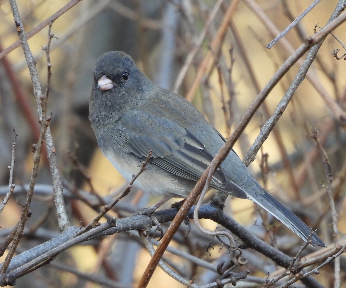 Dark-eyed Junco (Slate-colored) - ML644980682