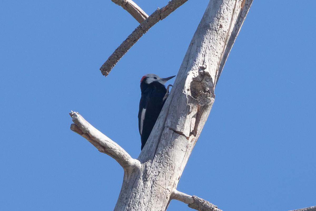 White-headed Woodpecker - ML644980688