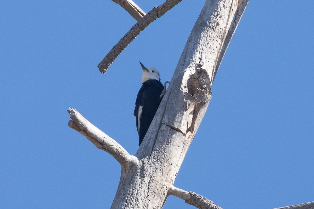 White-headed Woodpecker - ML644980690