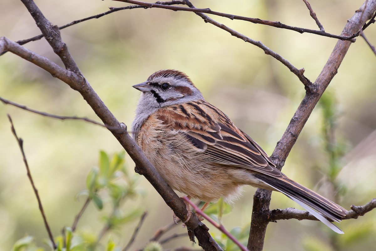 Godlewski's Bunting - ML644980692