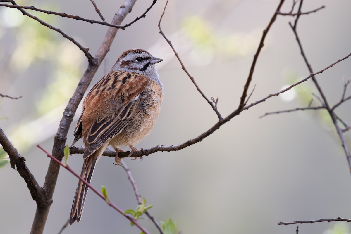 Godlewski's Bunting - ML644980693