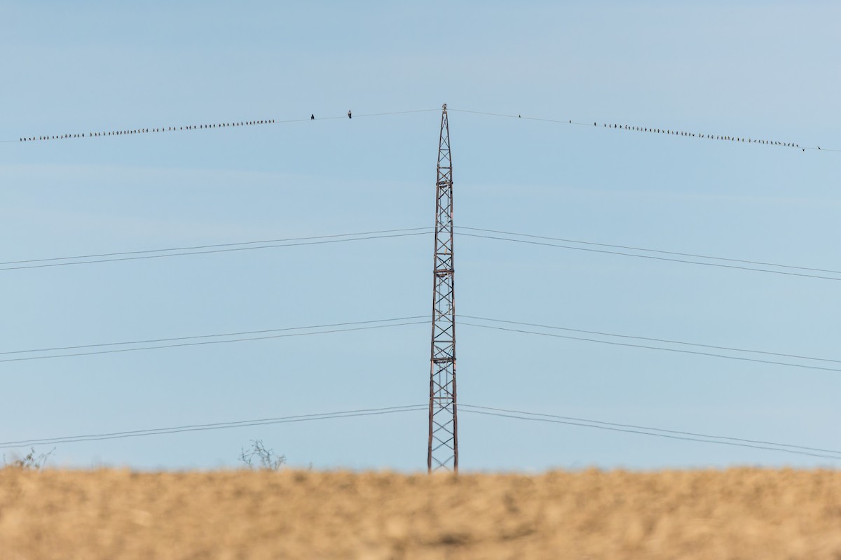 European Starling - ML644980695