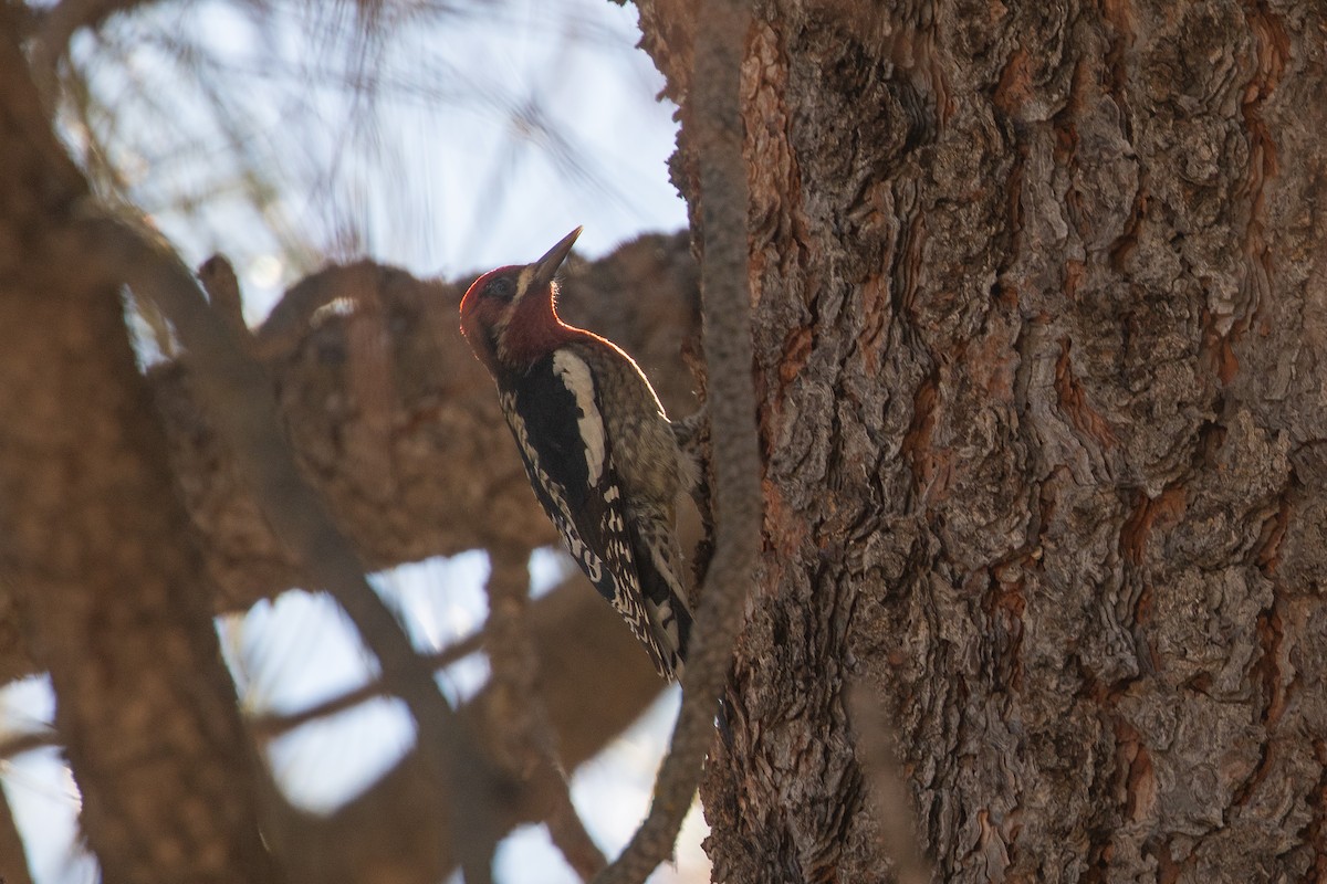 Red-breasted Sapsucker - ML644980700