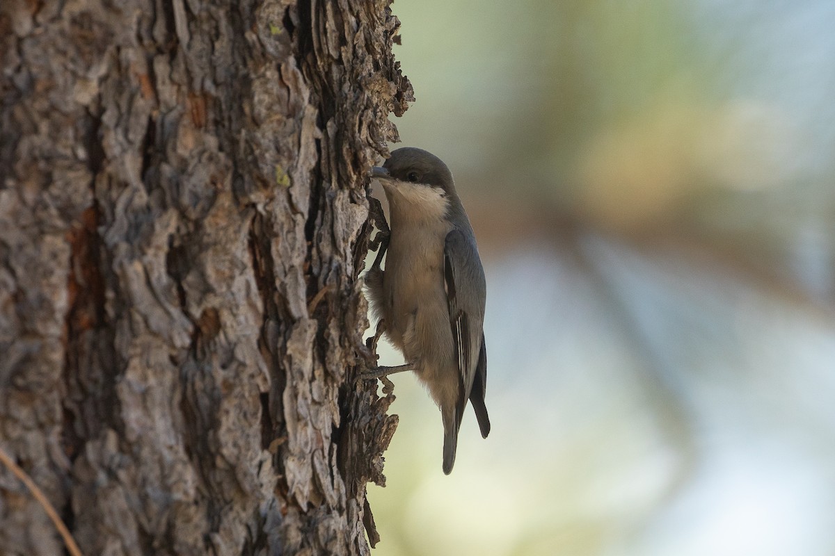 Pygmy Nuthatch - ML644980702
