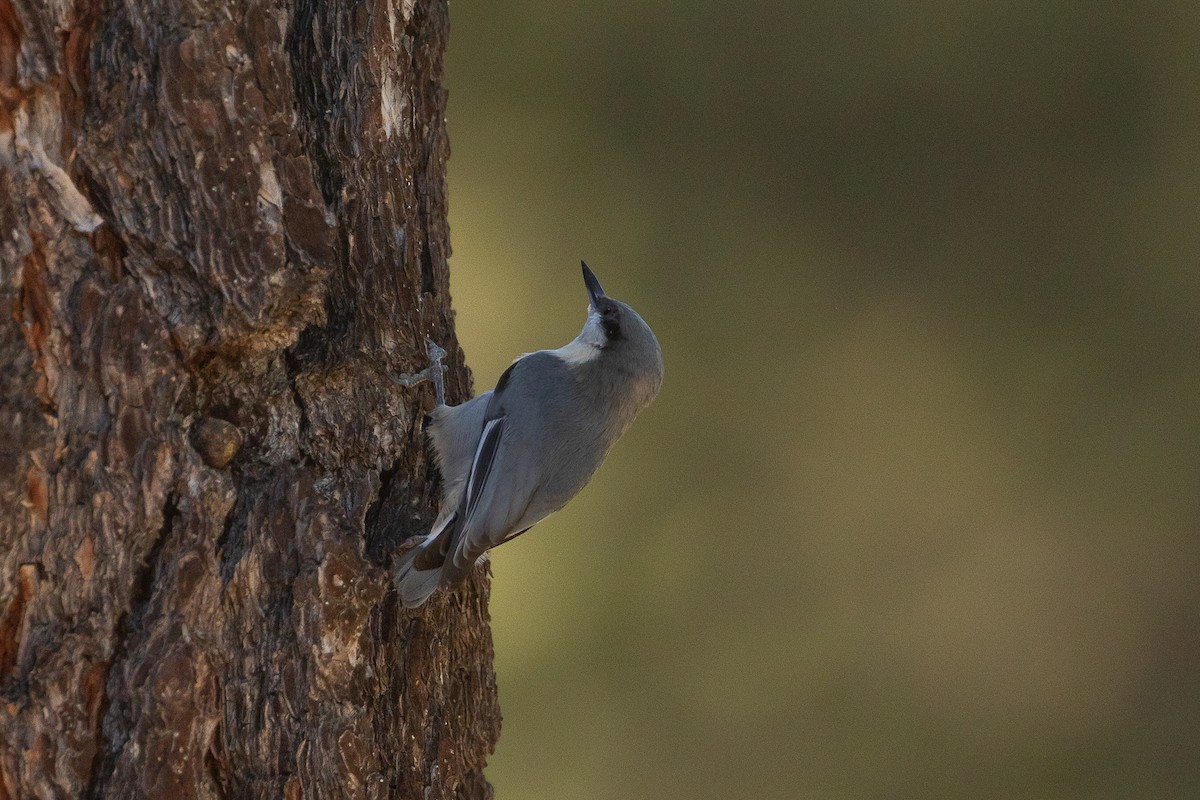 Pygmy Nuthatch - ML644980704