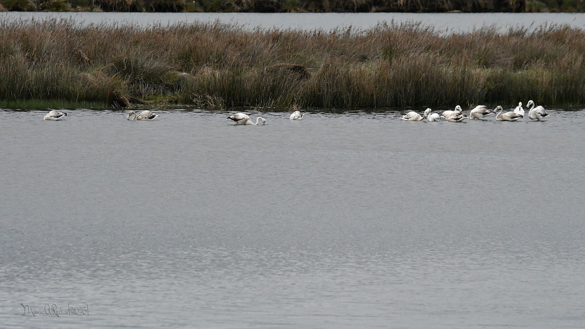 Greater Flamingo - ML644980709