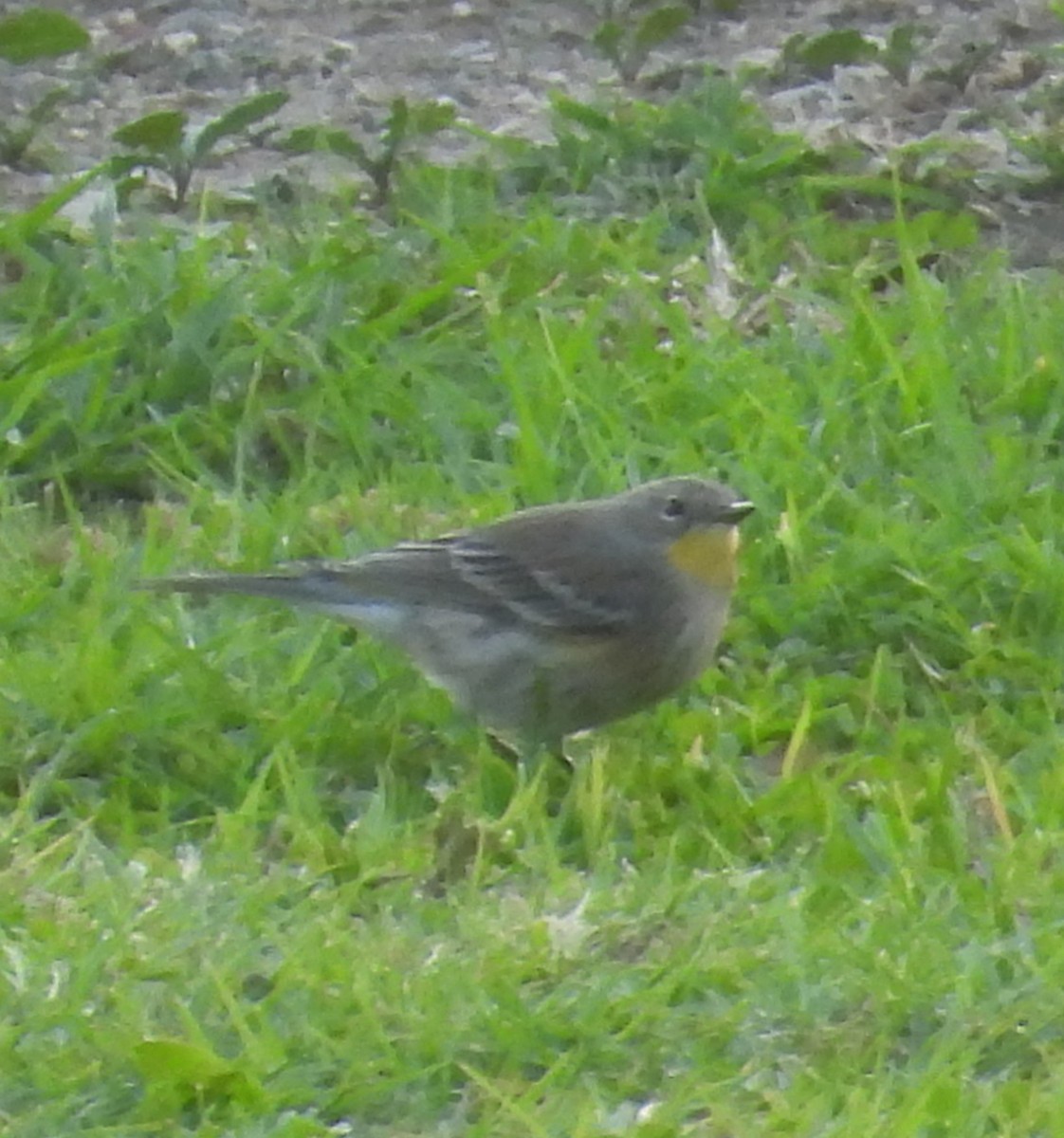 lesňáček žlutoskvrnný - ML644980735