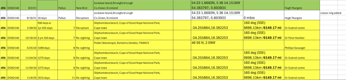 Sandwich Tern (Eurasian) - ML644980767