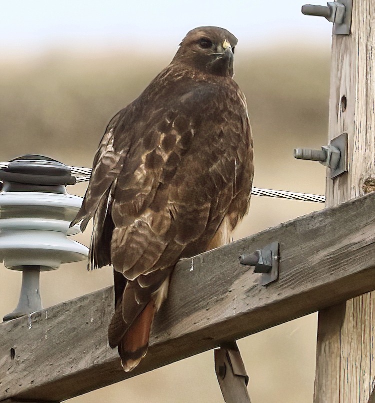 Red-tailed Hawk - ML644980785