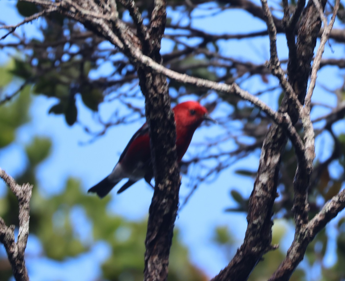 Малиновая апапане - ML644980786